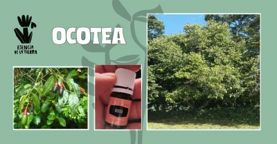 Ocotea