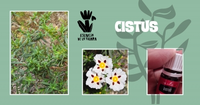 Cistus