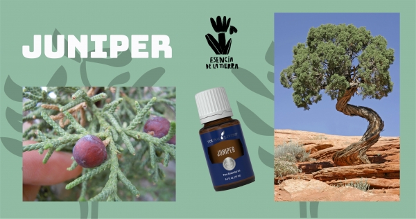 Juniper