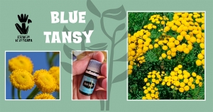 Blue Tansy