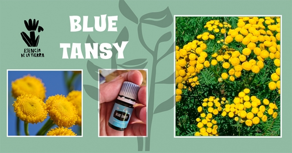 Blue Tansy