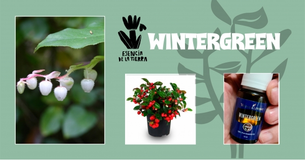 Wintergreen