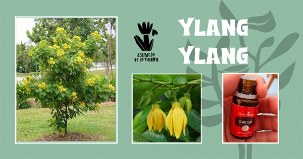 Ylang Ylang