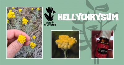 Helichrysum