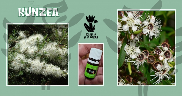 Kunzea