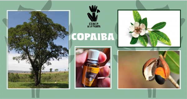 Copaiba